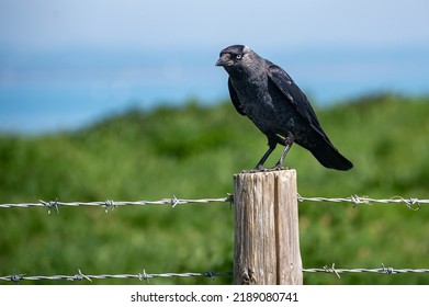 Jackdaw, Corvus Monedula, Perched On A Wooden Fence Post