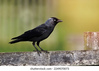 Jackdaw, Corvus monedula, single bird on fence, Warwickshire