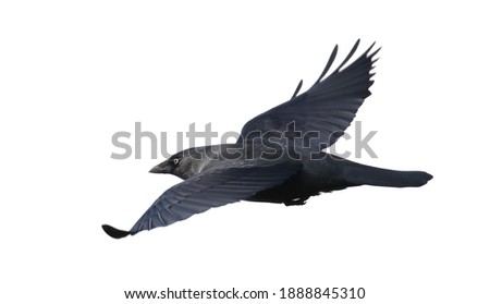 Jackdaw in flight isolated on white background, Corvus monedula