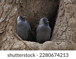 Jackdaw in a park, Eurasian jackdaw. Corvus monedula, two birds jackdaw in a hollow, pair of birds in spring.