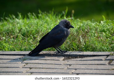 Jackdaw in the rays of the setting sun
