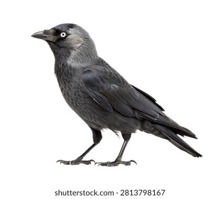 Jackdaw Single Jackdaw Standing In A Three Qu Isolated On White Background