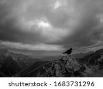 Jackdaw sitting on a mountain in the alps, somewhere in austria 