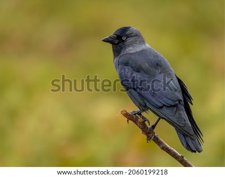 Jackdaw sitting perched on a branch against a yellow green mottled autumnal coloured background. A black and silver grey corvid bird looking to the left with space to the side for copy or text.
