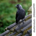 Jackdaws are two species of bird in the genus Coloeus closely related to, but generally smaller than, crows and ravens.