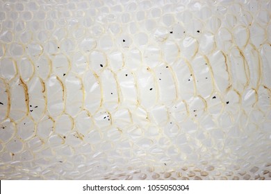 Jacket Cast-off Skin Of Snake Royal Python On A White Background.