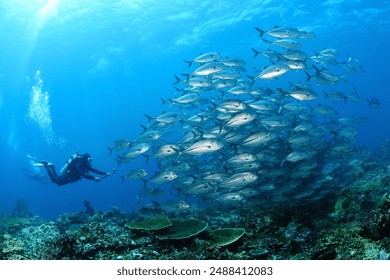 Jackfish and diver in Komodo Island, Indonesia