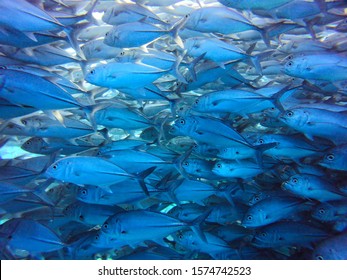 Jackfish Jamb Near The Balicasag Island