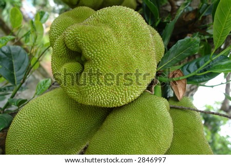 Jackfruit