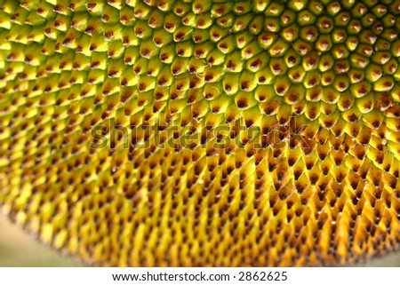 Jackfruit Background