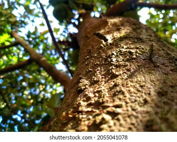 Jackfruit Big Tree Trunk Show From Shot From Below