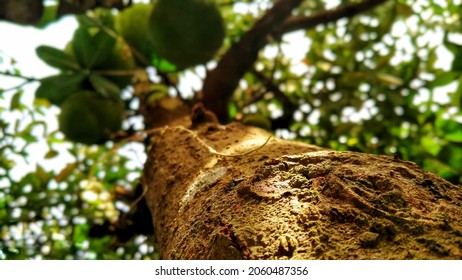 Jackfruit Big Tree Trunk Show From Shot From Below In The Morning