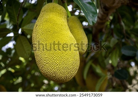 Jackfruit fruit growing on a tree, several fruits growing on a spice farm, specific shape and texture, Zanzibar, Tanzania.