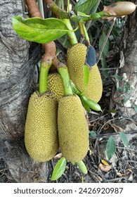 El jaca es el fruto del árbol de la jota Artocarpus heterophyllus, una especie de árbol de la familia de la higuera, la morera y el pan. La yaca es la fruta arbórea más grande.