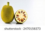 Jackfruit or jack fruit - Artocarpus heterophyllus - a species of large tree fruit in the fig, mulberry, and breadfruit family. Isolated on white background with copy space