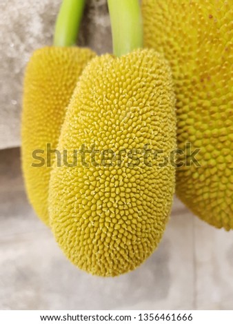 Jackfruit or Kanoon Closeup