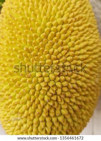 Jackfruit or Kanoon Closeup