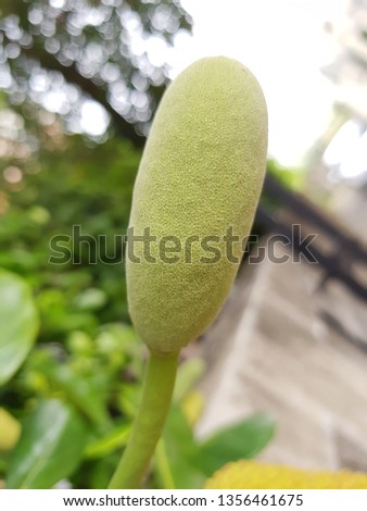 Jackfruit or Kanoon Closeup