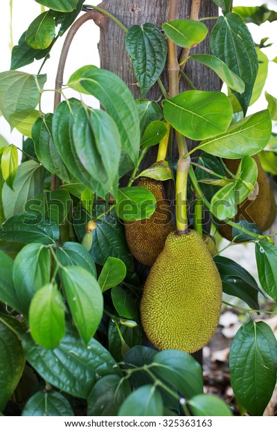 Jackfruit Largest Tree Borne Fruit World Stock Photo Edit Now 325363163