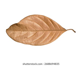 jackfruit leaves, jackfruit leaves background surface texture, fall background, isolate white background of jackfruit leaves 