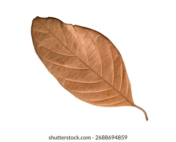jackfruit leaves, jackfruit leaves background surface texture, fall background, isolate white background of jackfruit leaves 