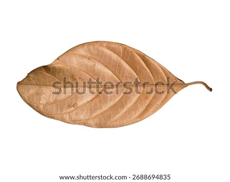 jackfruit leaves, jackfruit leaves background surface texture, fall background, isolate white background of jackfruit leaves 