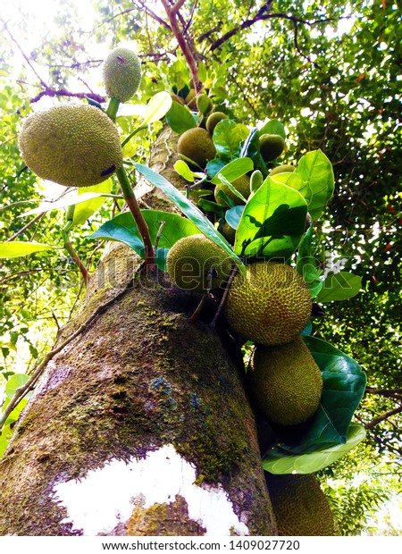 Jackfruit Nangka Langka Hanging On Tree Stock Photo Edit Now 1409027720