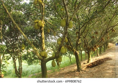 Jackfruit, the national fruit of Bangladesh. - Shutterstock ID 699808762