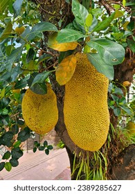 Jackfruit on the tree in the garden,Thailand,Asia - Shutterstock ID 2389285627