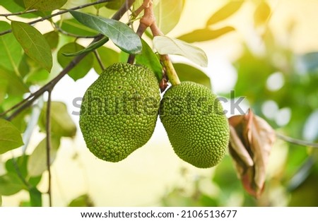 jackfruit on the jackfruit tree tropical fruit on nature leaf background 