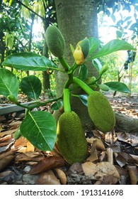 Jackfruit, Red Suriya , Producing Many Fruit.