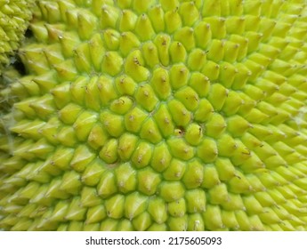 Jackfruit Skin Close Up, Tropical Fruit