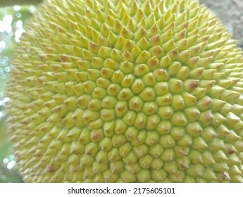 Jackfruit Skin Close Up, Tropical Fruit