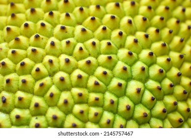 Jackfruit Skin Pattern Close Up