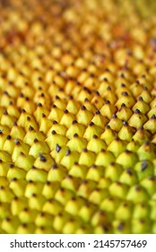 Jackfruit Skin Pattern Close Up