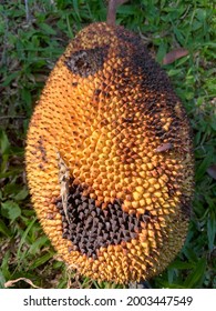 Jackfruit Skin Texture Falls Naturally