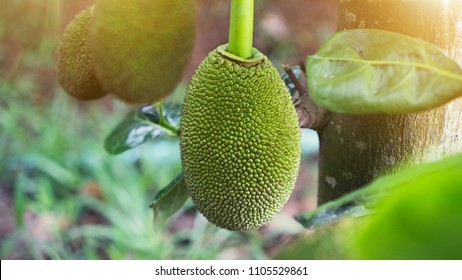 Jackfruit Thai fruit is designed for Thai food.
