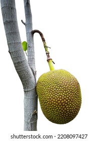 The Jackfruit Tree Is Small But Has A Big Ball