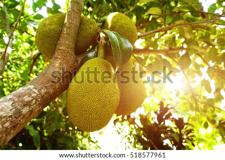 Jackfruit Tree and young Jackfruits