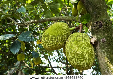 Jackfruit Tree and young Jackfruits
