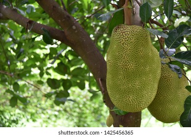 Jackfruit Tree and young Jackfruits (Artocarpus heterophyllus). Jackfruit is Delicious sweet fruit.