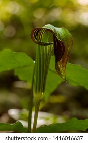 A Jack-in-the-pulpit, Arisaema triphyllum, growing in a wooded forest. - Shutterstock ID 1416016637