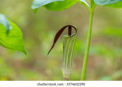 Jack-in-the-pulpit in a forest. Stage of spring. Raleigh, North Carolina. - Shutterstock ID 1974632390