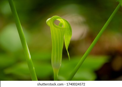 Jack-in-the-pulpit In A Forest In Wake County, North Carolina. Stage Of Spring.