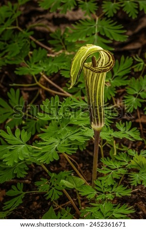 Jack-in-the-pulpit growing in a forest