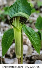 Jack-in-the-pulpit in the springtime woods at Interstate State Park, St. Croix Falls, Wisconsin USA. - Shutterstock ID 1975254755