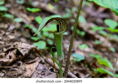 A Jack-in-the-Pulpit Wildflower on the trail to Anna Ruby Falls, near Helen, Georgia. - Shutterstock ID 2044020899