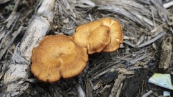 Jack-o'-lantern Mushrooms Gold Mushrooms In Your Backyard.
