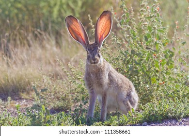 Jackrabbit