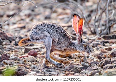 Jackrabbit in desert